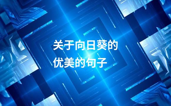 关于向日葵的优美的句子
